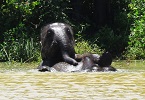 elephants in sri lanka